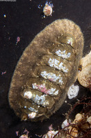 Mopalia hindsii (Hinds' Mopalia)