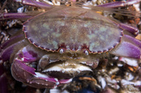 Metacarcinus gracilis (Graceful Crab)
