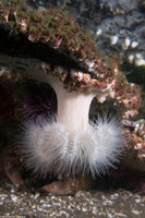 Metridium senile (Plumose Anemone)