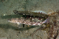 Ophiodon elongatus (Lingcod)
