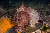 Aplysia californica (Brown Sea Hare)