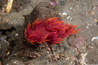 Dendronotus iris (Rainbow Dendronotus)