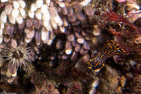 Polycera atra (Black Dorid)