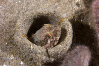 Neoclinus blanchardi (Sarcastic Fringehead)