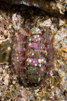 Mopalia ciliata (Hairy Chiton)