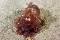 Octopus rubescens (Red Octopus)