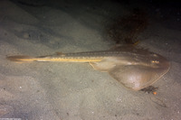 Platyrhinoidis triseriata (Thornback)