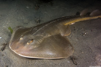 Platyrhinoidis triseriata (Thornback)