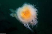 Phacellophora camtschatica (Egg-Yolk Jelly)