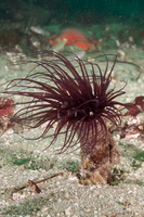 Pachycerianthus fimbriatus (Tube-Dwelling Anemone)