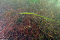 Syngnathus leptorhynchus (Bay Pipefish)