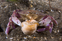 Metacarcinus gracilis (Graceful Crab)