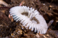 Acromegalomma sp.1 (Sabellid Worm)