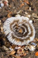 Acromegalomma sp.1 (Sabellid Worm)