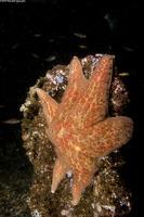 Dermasterias imbricata (Leather Star)