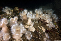 Metridium senile (Plumose Anemone)