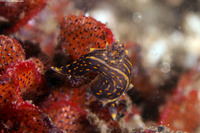 Polycera atra (Black Dorid)