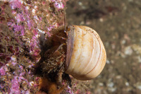Paguristes ulreyi (Furry Hermit Crab)