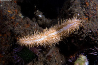 Eupentacta quinquesemita (White Sea Cucumber)