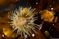 Epiactis prolifera (Proliferating Anemone)