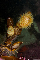 Epiactis prolifera (Proliferating Anemone)