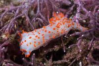 Triopha catalinae (Catalina Triopha)