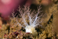 Pseudocnus lubricus (Fisher's Sea Cucumber)