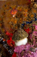 Diodora aspera (Keyhole Limpet)