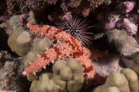 Mithrodia fisheri (Fisher's Star)