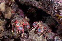 Arctides regalis (Regal Slipper Lobster)