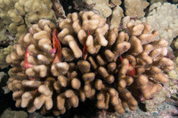 Paracirrhites arcatus (Arc-Eye Hawkfish)