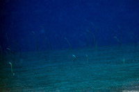 Gorgasia hawaiiensis (Hawaiian Garden Eel)