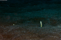 Gorgasia hawaiiensis (Hawaiian Garden Eel)