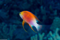 Pseudanthias hawaiiensis (Hawaiian Longfin Anthias)