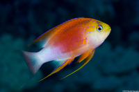 Pseudanthias hawaiiensis (Hawaiian Longfin Anthias)