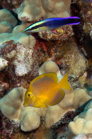 Ctenochaetus strigosus (Goldring Surgeonfish)