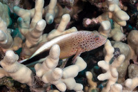 Paracirrhites forsteri (Freckled Hawkfish)