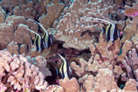 Zanclus cornutus (Moorish Idol)