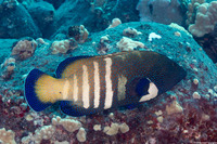 Cephalopholis argus (Peacock Grouper)