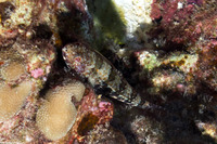 Synodus binotatus (Twospot Lizardfish)