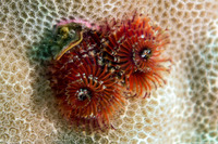 Spirobranchus sp.1 (Christmas Tree Worm)
