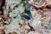 Acanthurus nigricans (Whitecheek Surgeonfish)