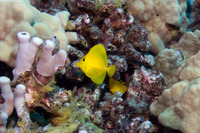 Zebrasoma flavescens (Yellow Tang)