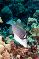 Sufflamen bursa (Scythe Triggerfish)