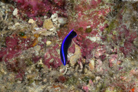 Labroides phthirophagus (Hawaiian Cleaner Wrasse)