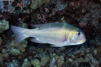Monotaxis grandoculis (Humpnose Bigeye Bream)