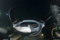 Mobula alfredi (Coastal Manta Ray)