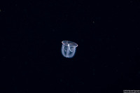 Class Enteropneusta (Larval Acorn Worm)