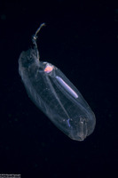 Salpa fusiformis (Common Salp)