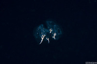 Cyclosalpa bakeri (Cyclosalpa Bakeri)